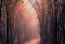 精湛技艺雄霸赛场，独领风骚